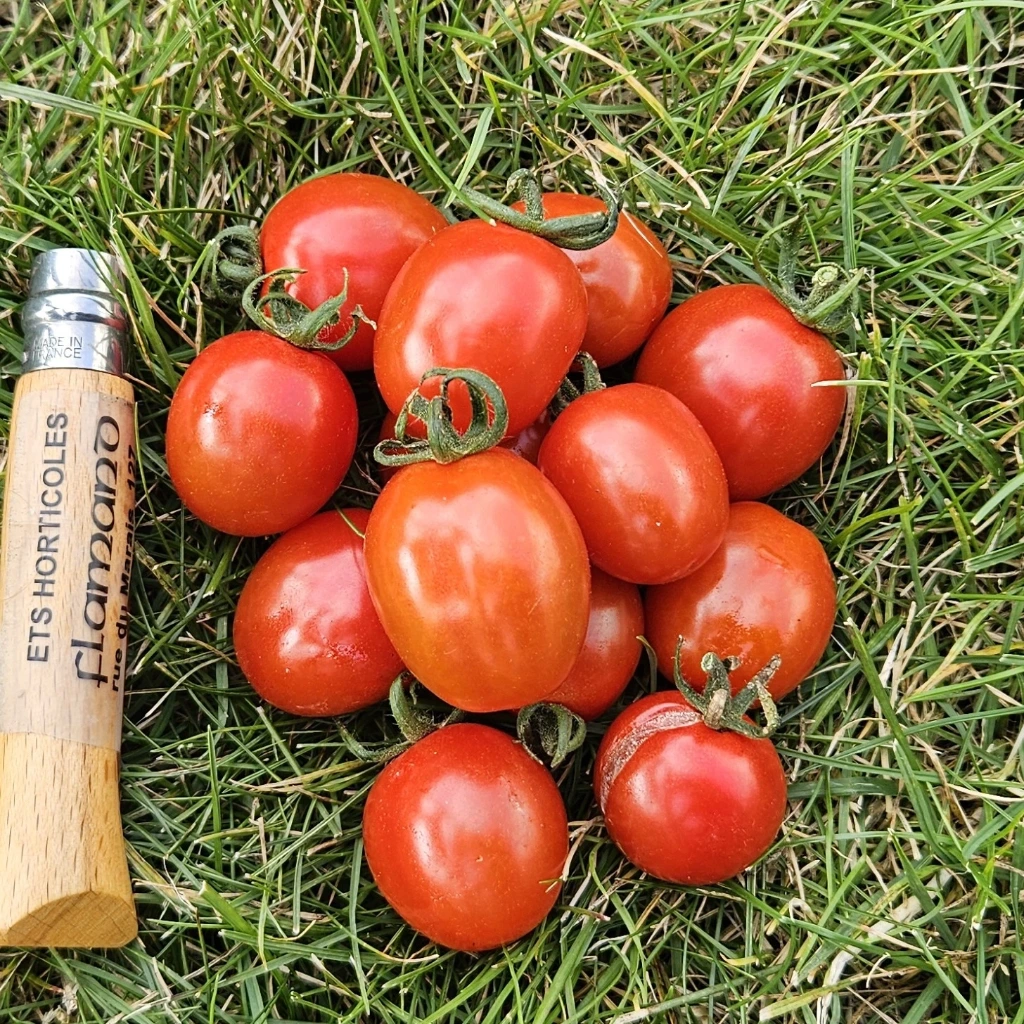 Tomate cerise Raisin rouge - 15 graines | Ets Horticoles Flamand